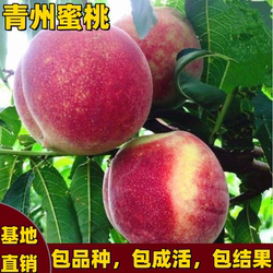 青州蜜桃树苗南北方种植嫁接脆甜红肉桃树苗晚熟庭院盆栽当年结果