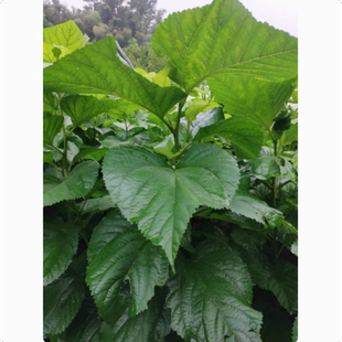 桑叶树苗南北方庭院阳台盆栽地栽大叶嫁接桑蚕树苗养蚕用桑叶基地