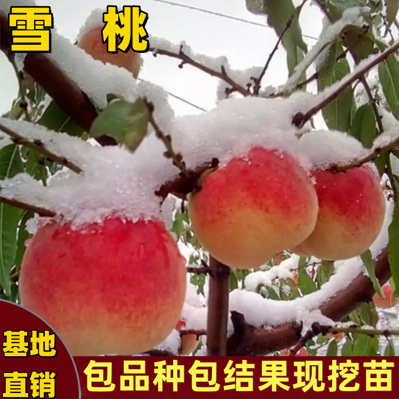 雪桃树苗南北方种植嫁接晚熟特大桃树苗果树大果抗病耐寒当年结果