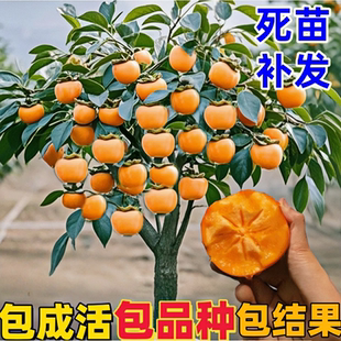 柿子树苗四季种植嫁接矮化大果脆甜无核柿子树苗特大果树苗当年结