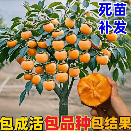柿子树苗特大南北方四季种植无核
