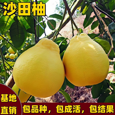 沙田柚子树苗南北方白心柚子树苗