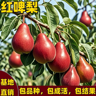 正宗红啤梨树苗嫁接红香酥梨苗南方北方种植盆栽地栽耐寒当年结果