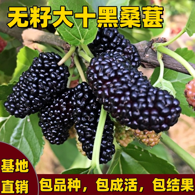 无籽大十黑桑葚树苗南北方地栽盆栽种植特大果嫁接桑树苗当年结果