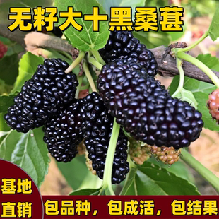 无籽大十黑桑葚树苗南北方地栽盆栽种植特大果嫁接桑树苗当年结果