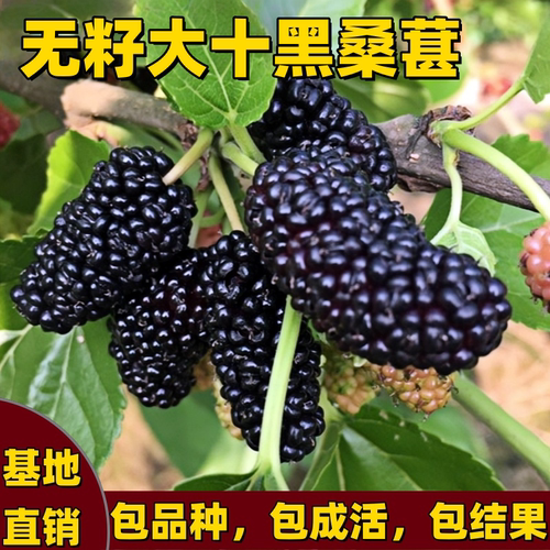 无籽大十黑桑葚树苗南方北方大果