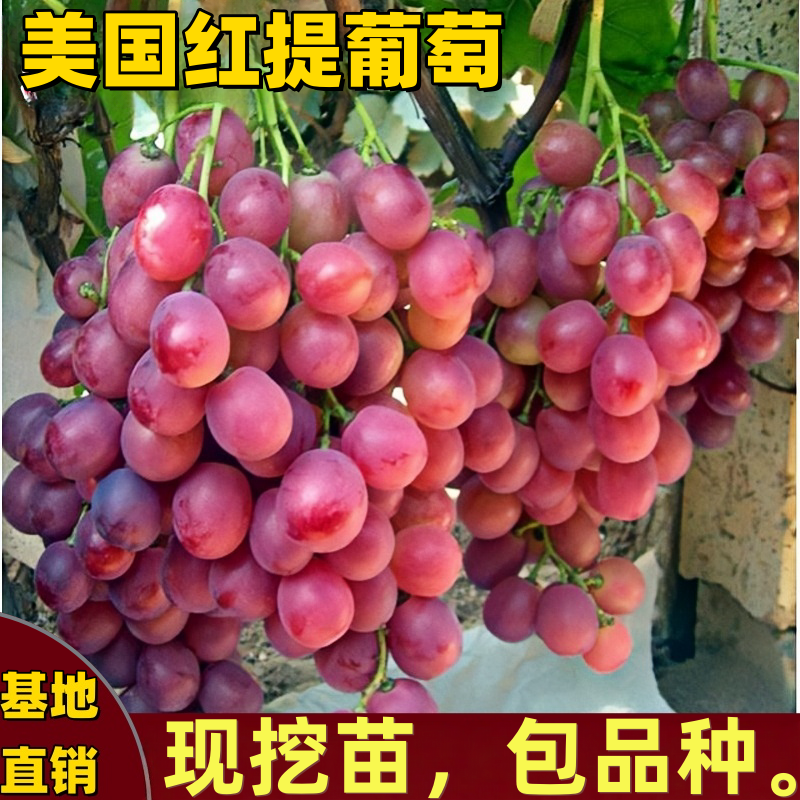 美国红提葡萄树苗南北方庭院爬藤嫁接果树苗耐寒抗病大果当年结果