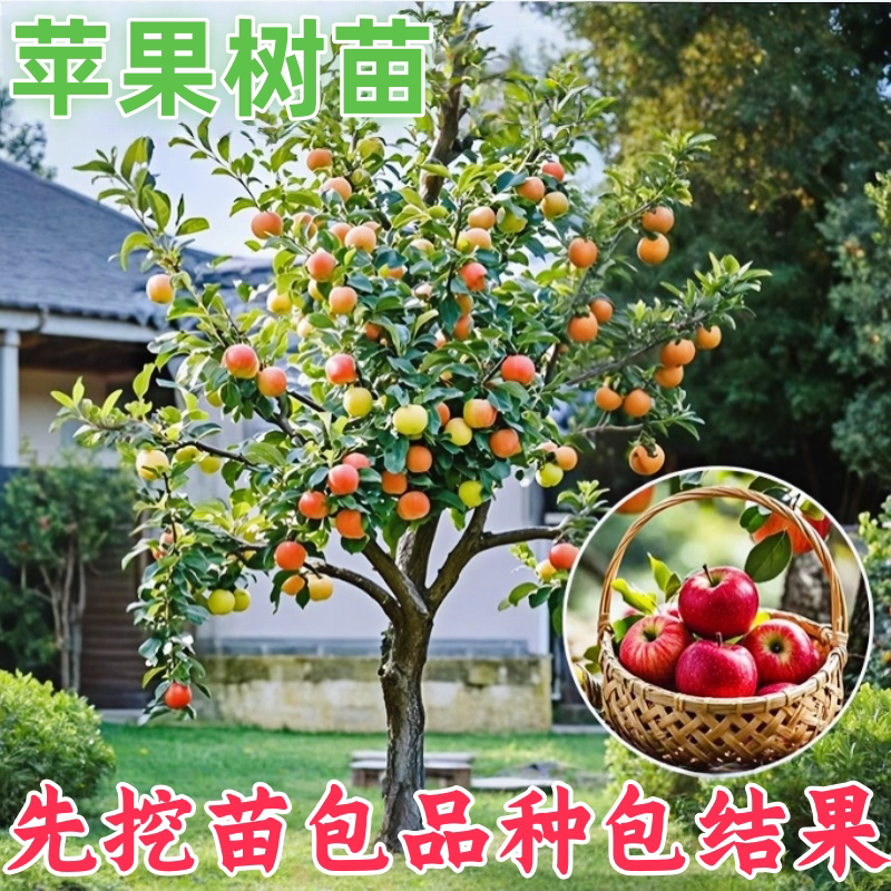 嫁接苹果树苗南北方四季种植大果图片