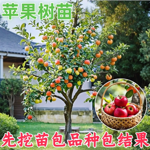 嫁接苹果树苗南北方四季种植大果