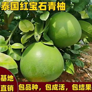 泰国红宝石青柚树苗南方北方庭院嫁接红心柚子树苗带土球当年结果