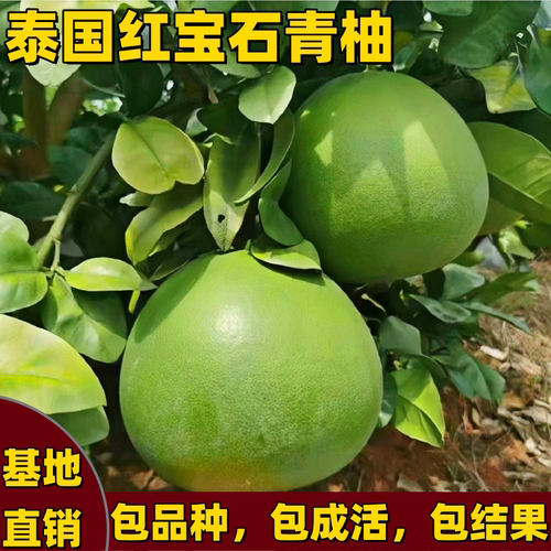 泰国红宝石青柚树苗嫁接红心柚子