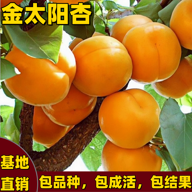 金太阳杏树苗南北方庭院盆栽抗寒