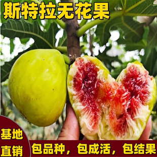 斯特拉无花果树苗南北方庭院耐寒特大嫁接果树苗矮化大果当年结果
