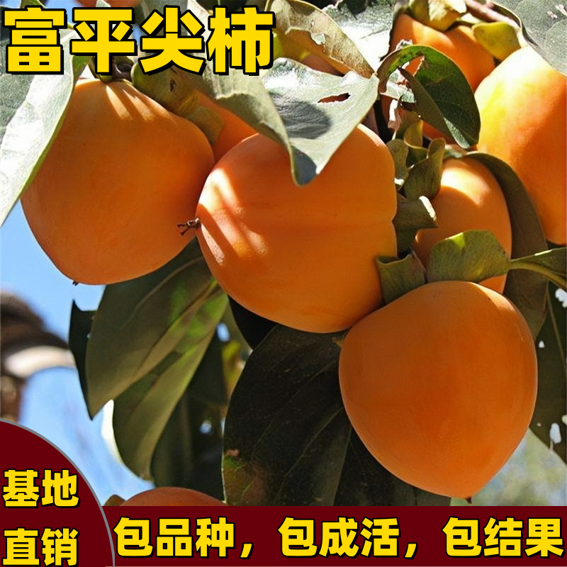 富平尖柿柿子树苗南北方庭院嫁接尖柿子树苗脱涩无核大果当年结果