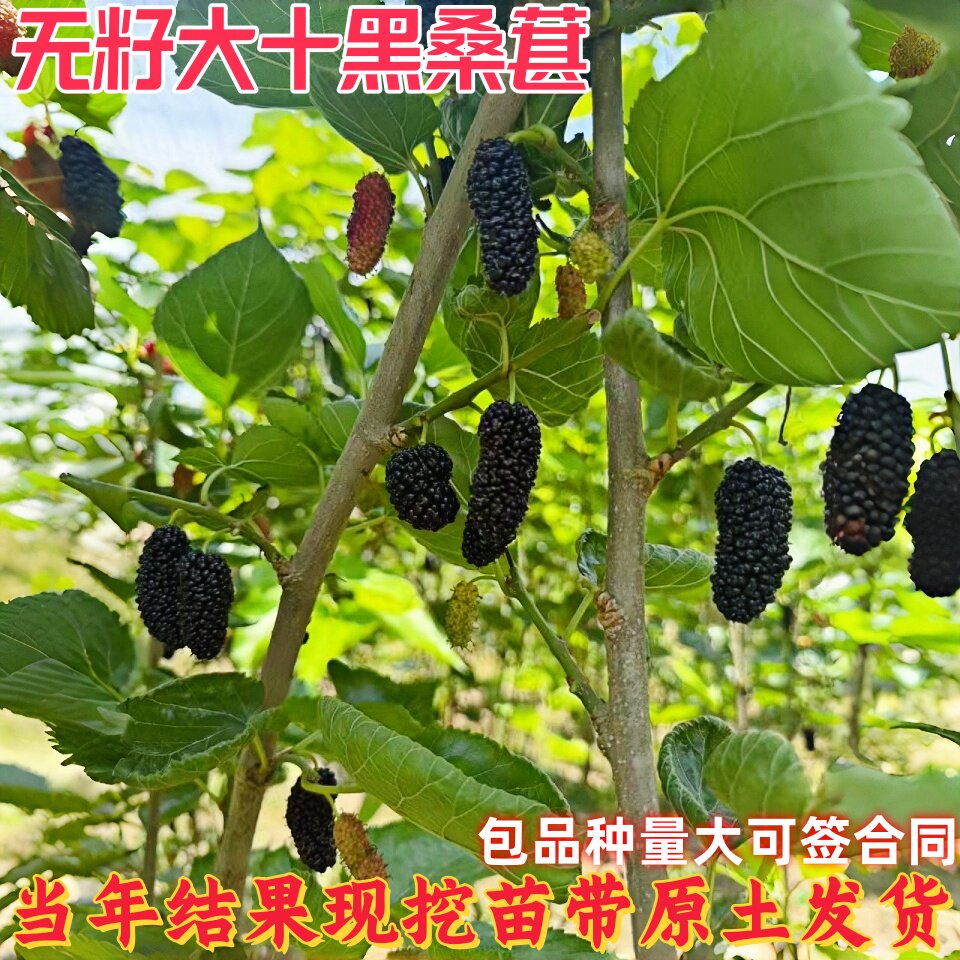 无籽大十黑桑葚树苗南北方地栽盆栽种植特大果嫁接桑树苗当年结果