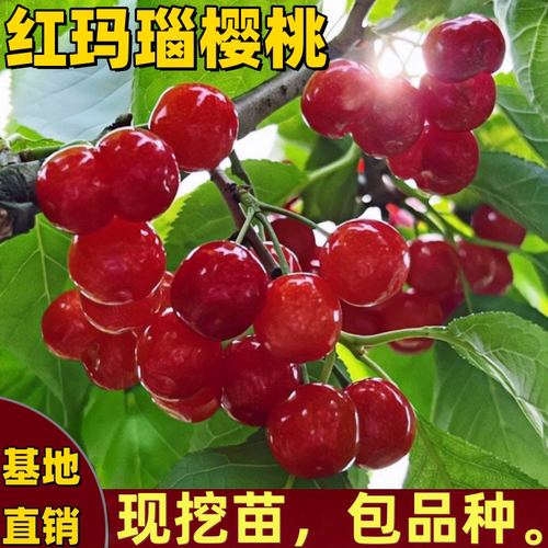 玛瑙红樱桃树苗南方北方庭院盆栽