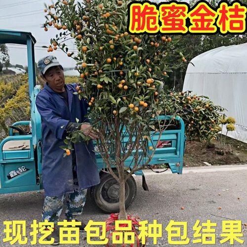 脆蜜金桔树苗南北方庭院盆带土栽