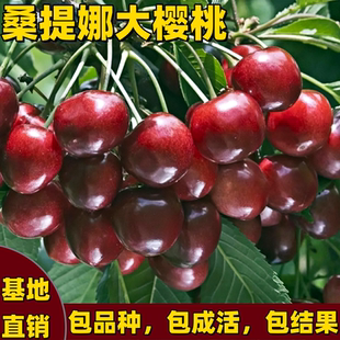 桑提娜樱桃树苗南方北方庭院地栽盆栽耐寒矮化车厘子树苗当年结果