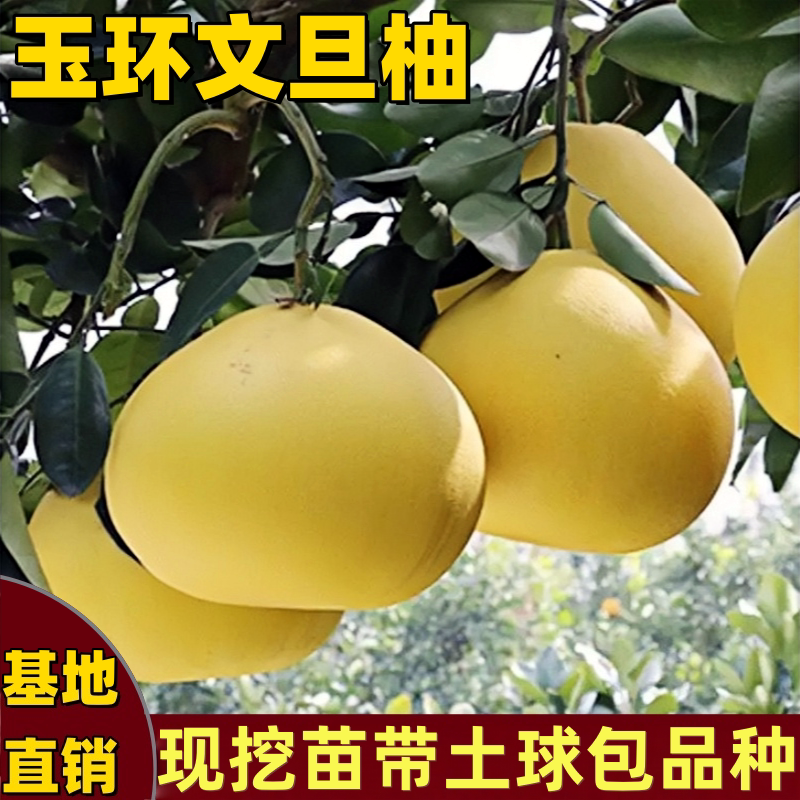 玉环文旦柚树苗庭院盆栽柚子树苗图片