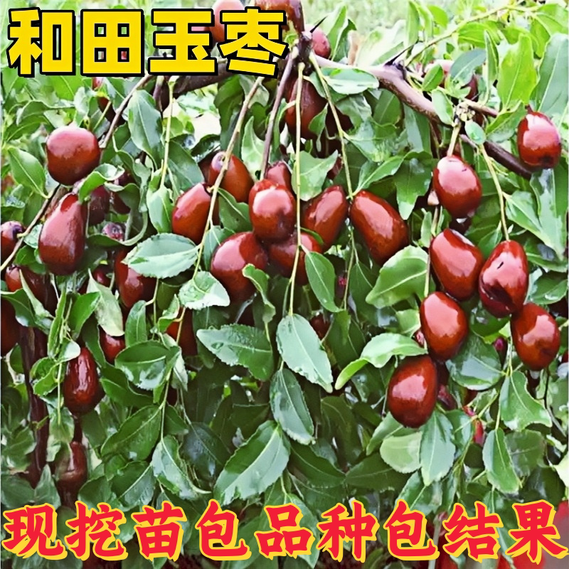 和田玉枣树苗嫁接果树苗南北方种植耐寒盆栽地栽脆甜多汁当年结果