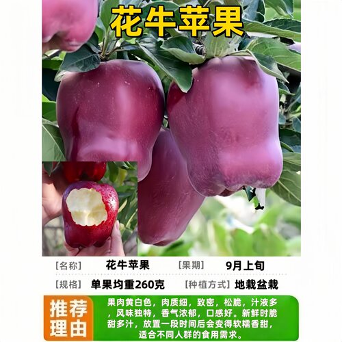 花牛苹果南北方庭院地栽盆栽矮化
