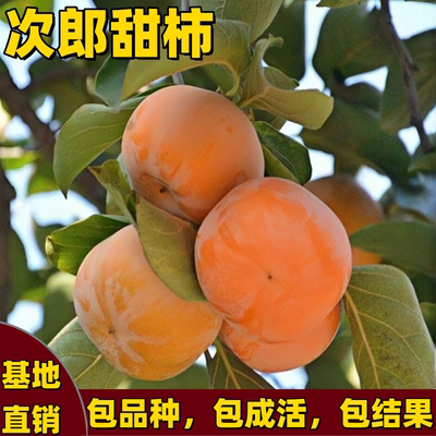 甜柿树苗南北方庭院盆栽甜脆大果