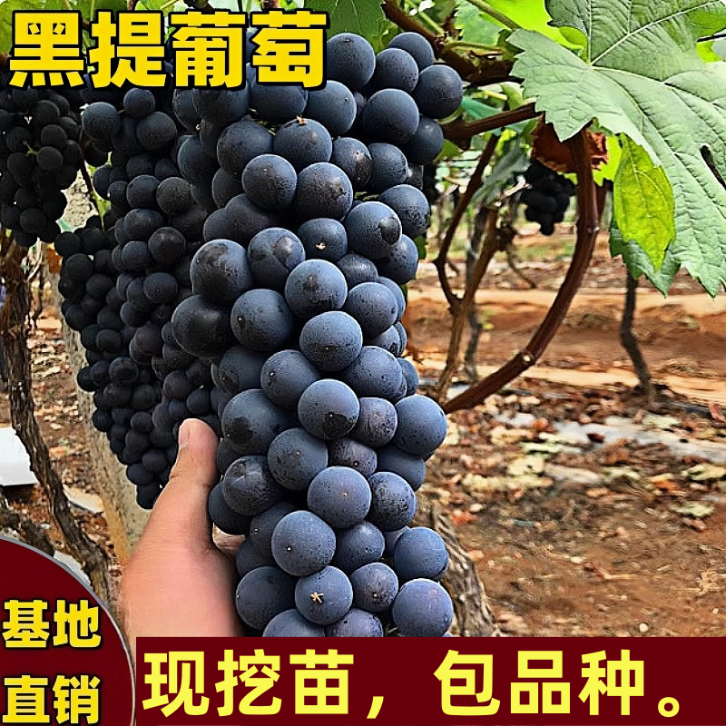 黑提葡萄树苗南北方种植爬藤嫁接果树苗特大号无籽核耐寒当年结果