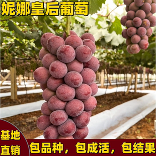 妮娜皇后瑰葡萄树苗南北方种植耐寒爬藤嫁接果树无核特大当年结果