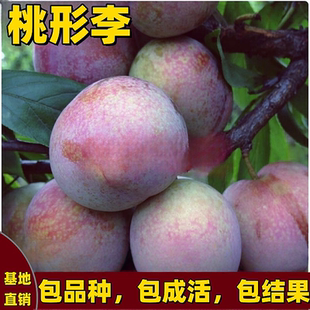 桃行李果树苗南北方庭院地栽大号李子树苗盆栽嫁接苗当年开花结果