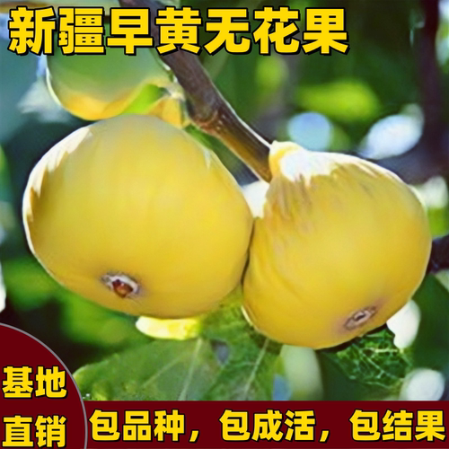 新疆早黄无花果苗南北方大果耐寒