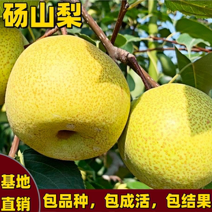 正宗砀山酥梨树苗嫁接特大脆甜梨树苗南方北方种植当年结果梨树苗