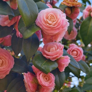 宫粉茶花又名小桃红广东粉纯粉色文瓣花型带花苞山茶苗名贵山茶花