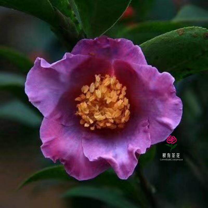 新紫hybirds山茶花品种常绿盆紫色单瓣稀有束花茶花名品