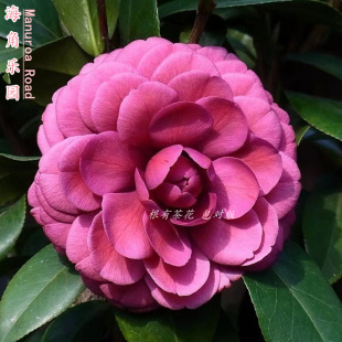 紫玫瑰也叫海角乐园新西兰茶花紫色阳台绿植