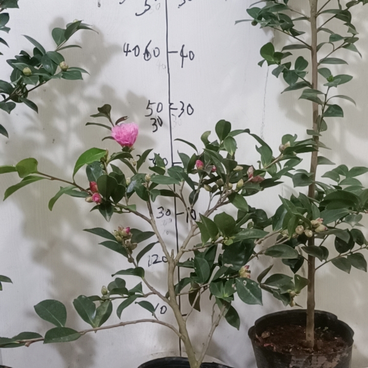 昭和之荣原生苗