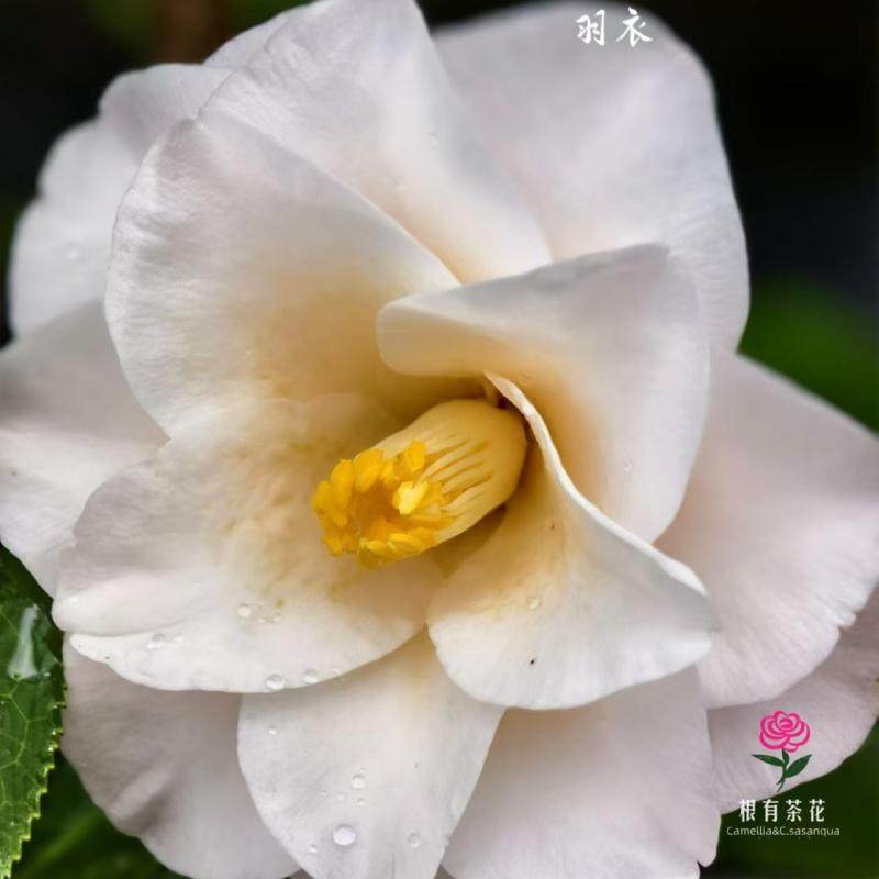 羽衣'Hagoromo日系嫁接品种盆栽好养淡粉色山茶花阳台名贵花卉