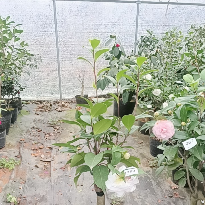 特白乔389,鲜花速递/花卉仿真/绿植园艺,绣球/木绣球/木本植物,淘宝优惠券,粉丝福利购,淘宝优惠卷