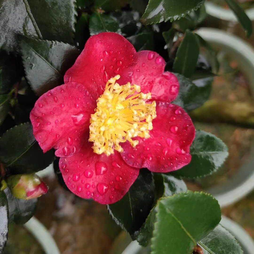 圣诞节日/圣诞红Yuletide美国品种茶梅带香味庭院绿植花卉盆栽,鲜花速递/花卉仿真/绿植园艺,绣球/木绣球/木本植物,淘宝优惠券,粉丝福利购,淘宝优惠卷