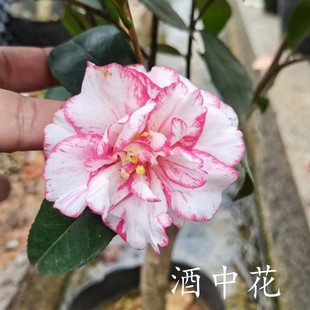 雅子  酒中花 友之浦 玉玲珑 粉玲珑 津川绞 嫁接苗等日系茶花