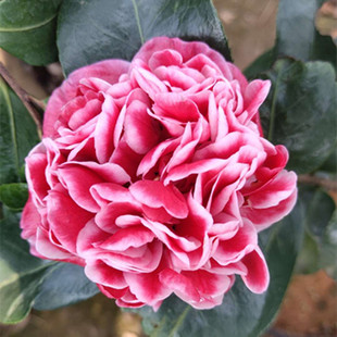 龙火珠茶花盆栽带花苞室内观花植物庭院阳台名贵进口茶花苗