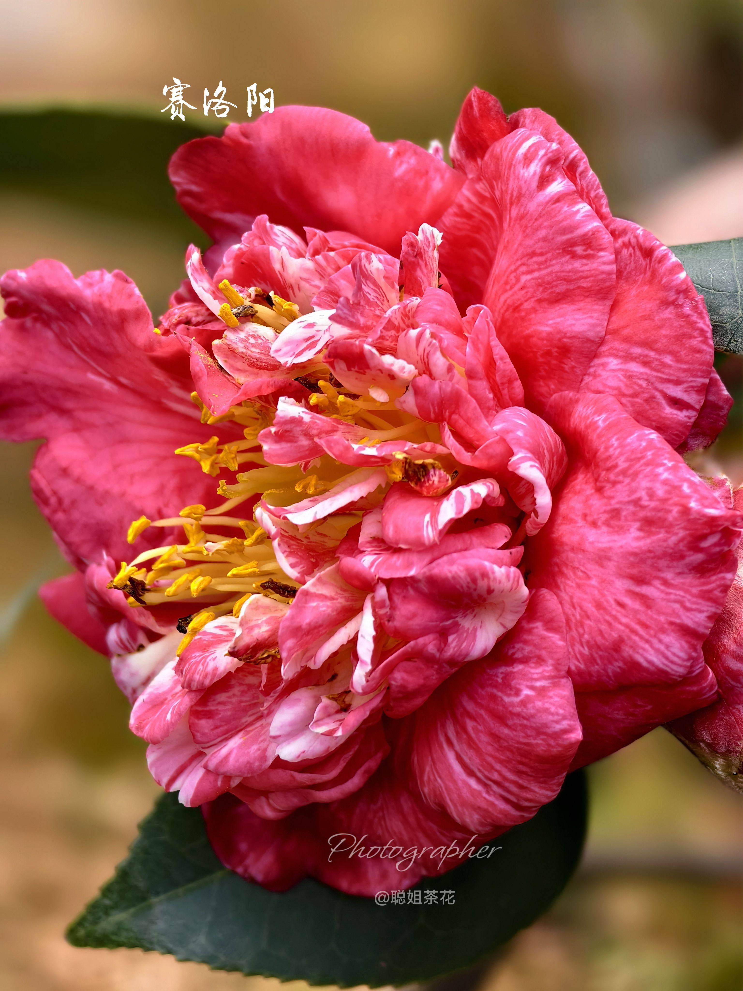 日本赛洛阳茶花盆栽苗红茶花