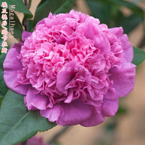 埃及艳后紫红色茶花大到巨型托桂