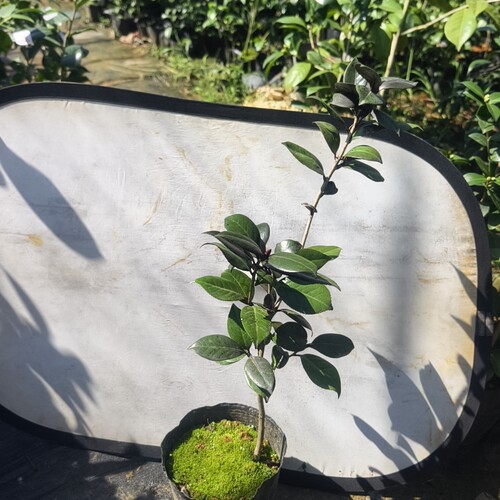 红叶贝拉原生苗一物一拍