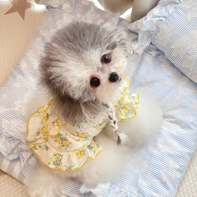 泰迪比熊奶狗猫狗衣服春夏碎花