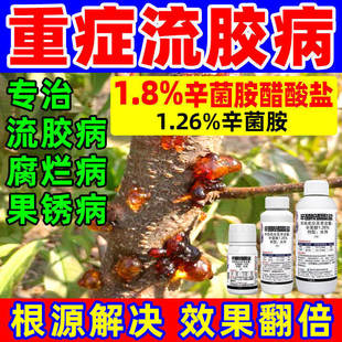 桃树流胶病专用药樱桃杏树李子果树溃疡病辛菌胺醋酸盐农药杀菌剂