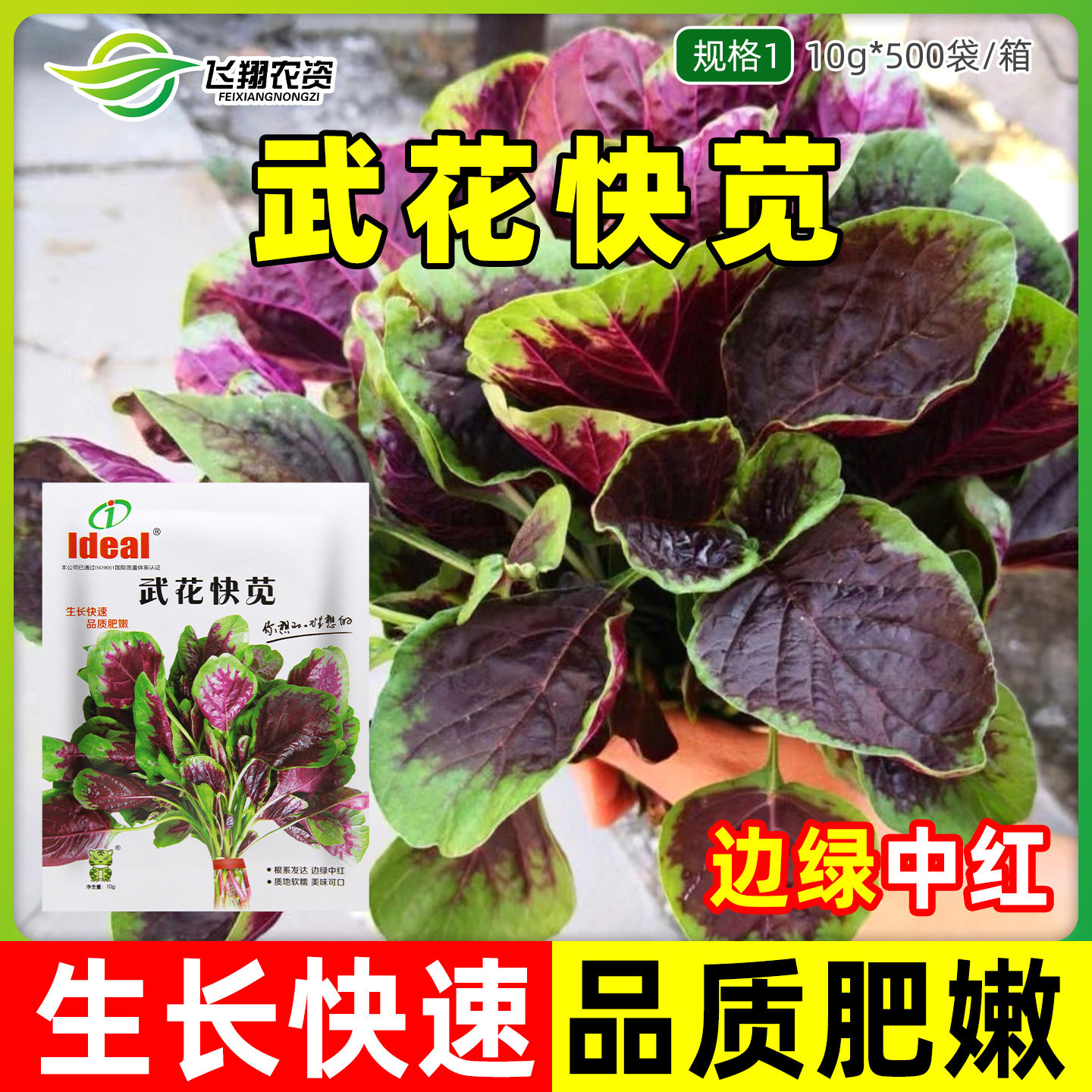 花叶苋菜种子红苋菜四季大圆叶红苋菜种籽蔬菜菜籽阳台盆栽种孑