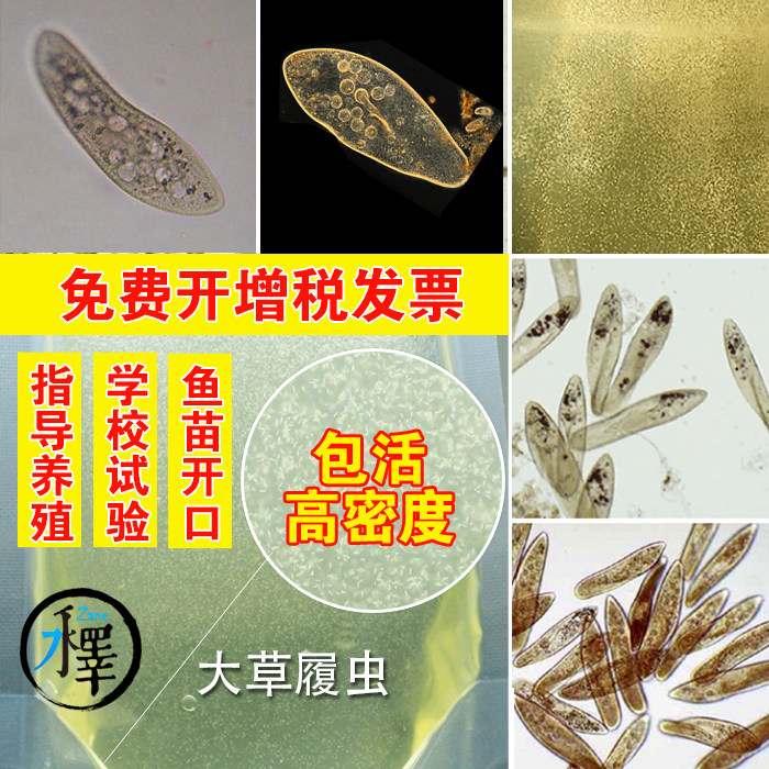 草履虫培养液水蚤草履虫草履虫活教学实验洄水小鱼苗开口活体饲料