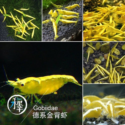 系统虾米虾德系宽背厚甲壳金背虾