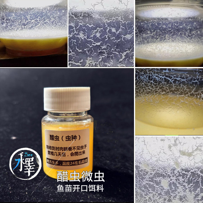 醋虫微虫草履虫虫种青鳉斗鱼金波子孔雀鱼鱼苗开口饵料替代丰年虾