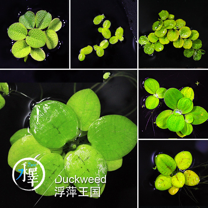 一叶莲浮萍水培植物净化水质除甲醛碗莲睡莲迷你活体水草无土水培